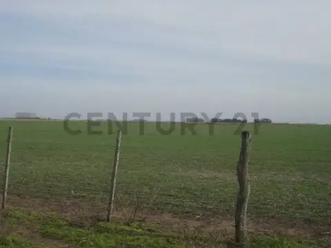 chascomus , Piso -