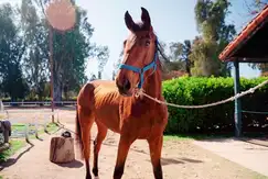 Haras Santa Maria Escobar en San Nicolás
