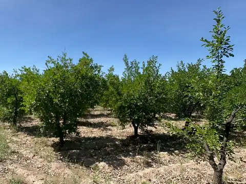 VENTA FINCA PRODUCTIVA - SAN MARTIN, MENDOZA.