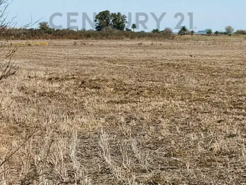 Campo agrícola | 34 hectáreas productivas. Melincué