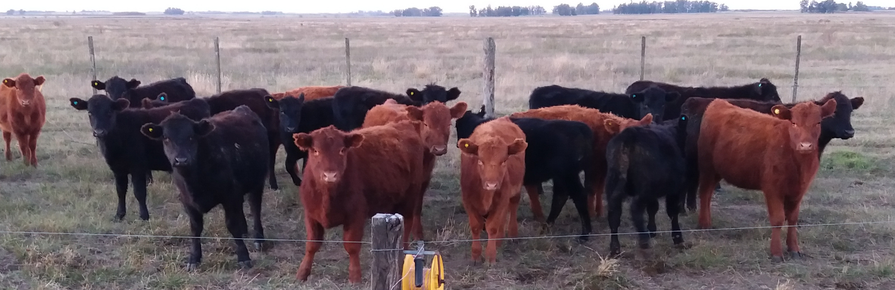 Campo en Venta en San Javier