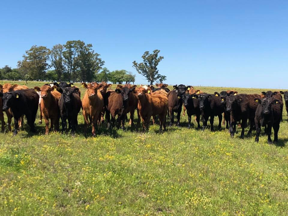 BUEN campo GANADERO