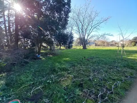 Jacaranda al 1800 - B. Jularo - Exaltacion de la Cruz