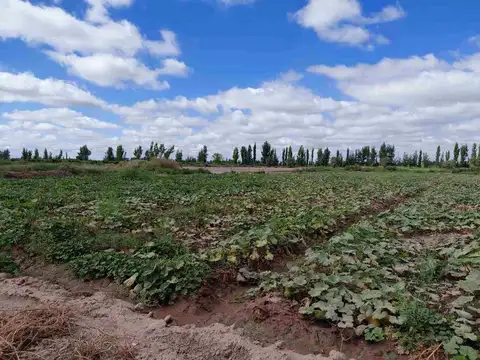 Venta Finca 45 Has con Pozo - La Pega, Lavalle Mza