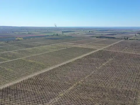 Venta Finca OrgánicaTupungato Mendoza