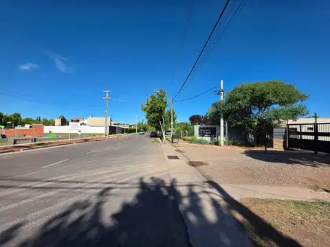 Larrea 500