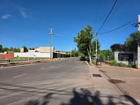 Larrea 500