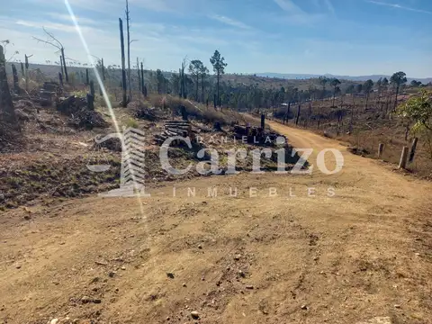 Lote 100
