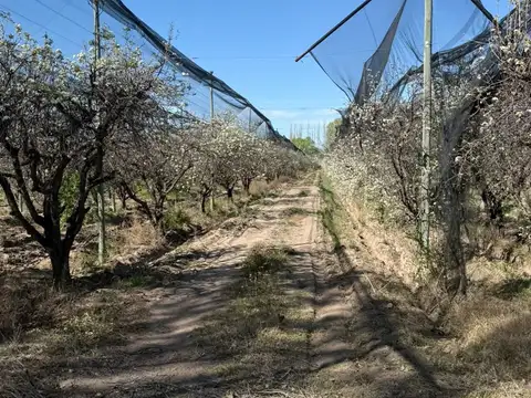FINCA PRODUCTIVA EN VENTA + CASA RURAL Y GALPON