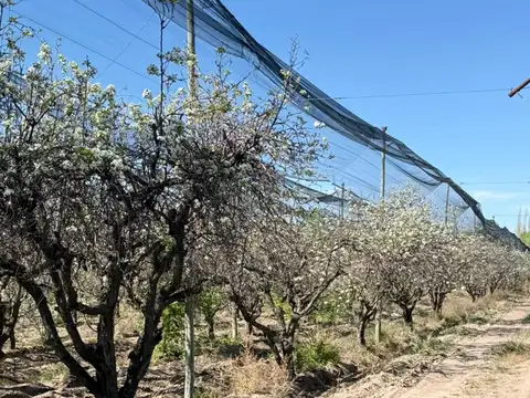 FINCA PRODUCTIVA EN VENTA + CASA RURAL Y GALPON