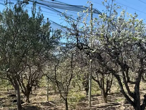 FINCA PRODUCTIVA EN VENTA + CASA RURAL Y GALPON