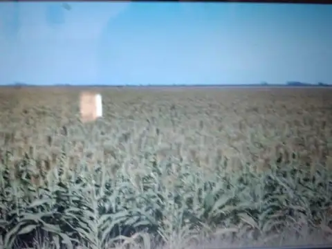 San Jeronimo Del Sauce, Santa Fe- 550 hectaáreas