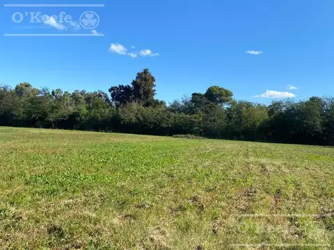 Chacra en venta de 4 has en Abasto - Partido de La Plata !!!