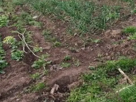 CHACRA EN CENTENARIO