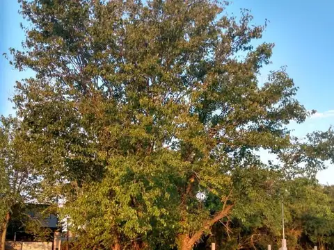 Terreno en Venta de 300,0 m2