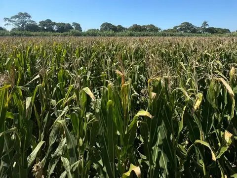 Venta campo agricola con casa y galpon 118 HAS CNO60 cuadras