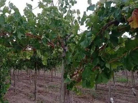 Campo en Venta de 46  ha
