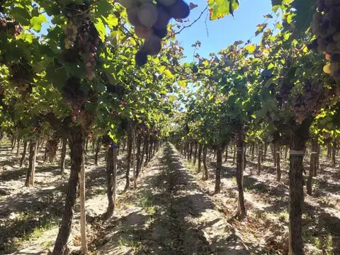 Finca Productiva en venta en Mendoza Maipu