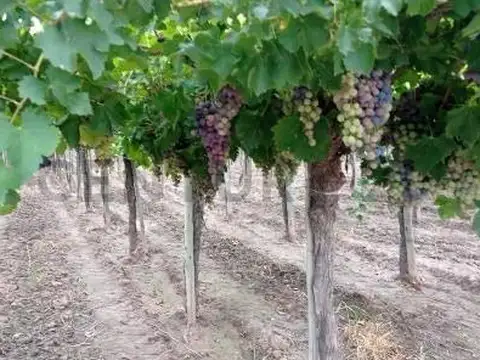 Finca Productiva en venta en Mendoza Maipu