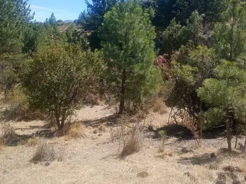 El Maitenal