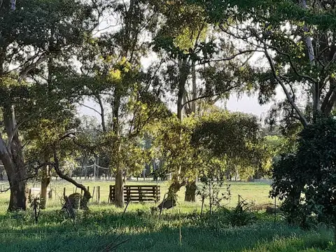 Campo venta las flores