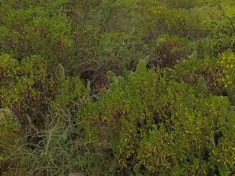 Terreno en Venta de 100000,0 m2