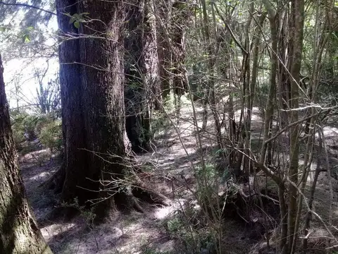 Rio / Arroyo Carapachay Km. 15 Donofrio 100