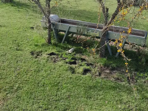 VENTA CAMPO TACUAREMBÓ 243 HECTAREAS