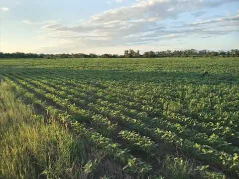 CAMPO AGRÍCOLA EN MONTE VERA
