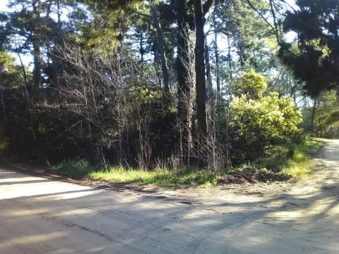 Palmera