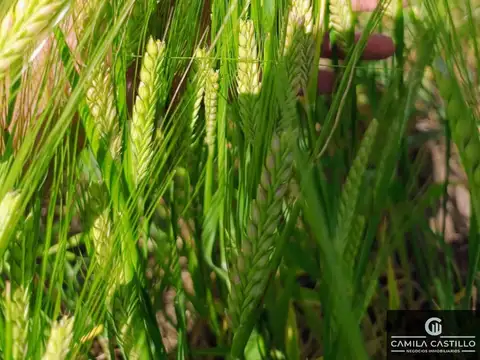 Campo en venta de 305 ha ubicado en Daireaux