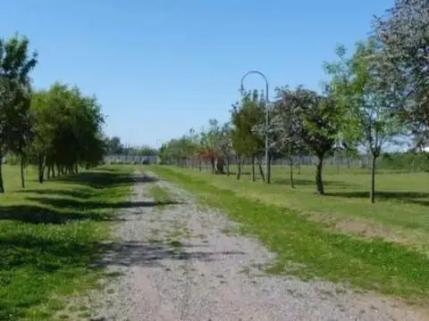 Las Cortaderas