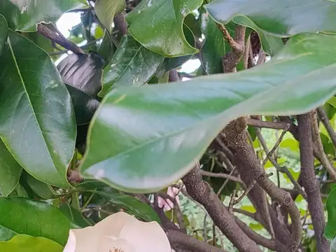 Quinta en Venta de 5 dormitorios