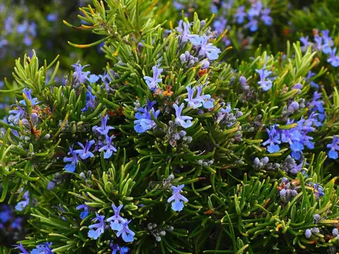 La Estela Barrio Privado, calle Guido 100