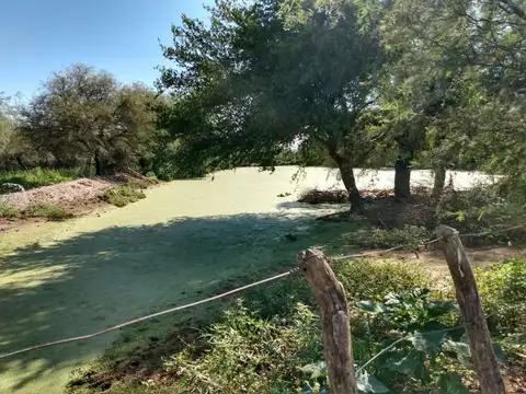 Campo en Venta Ganadero