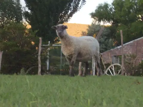 VENTA DE CAMPO - 34.600 HECTÁREAS  EN MENDOZA / NEUQUEN /LIMITE CHILE