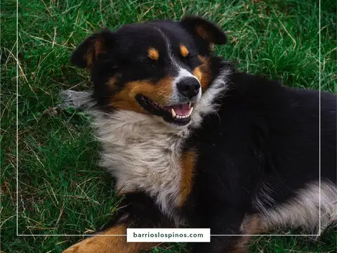 Terreno - Monte Flores