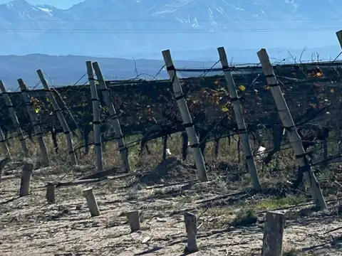 FINCA  PRODUCTIVA Y MARCA DE VINO EN LUJAN DE CUYO