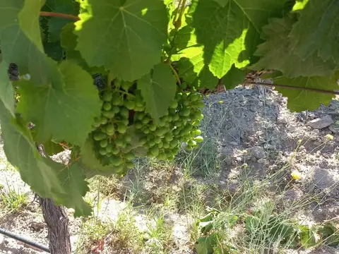 FINCA  PRODUCTIVA Y MARCA DE VINO EN LUJAN DE CUYO