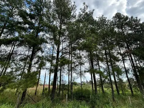 Terreno en Venta 50  mts Frente