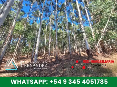 Campo en Venta Forestal