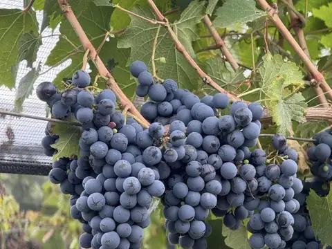 Finca Agrelo 5,3 Hectáreas