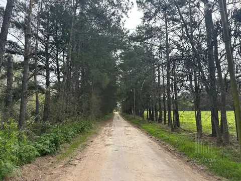 EL BOSQUE Capilla del Señor