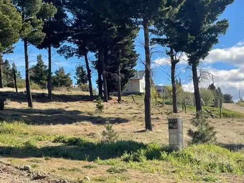 Nogales y petunias 100