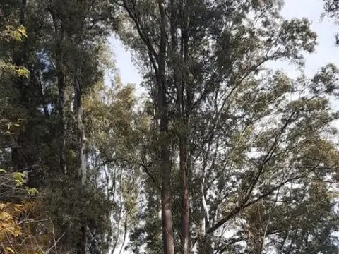 Terreno en Venta en Mercedes, USD 60.000