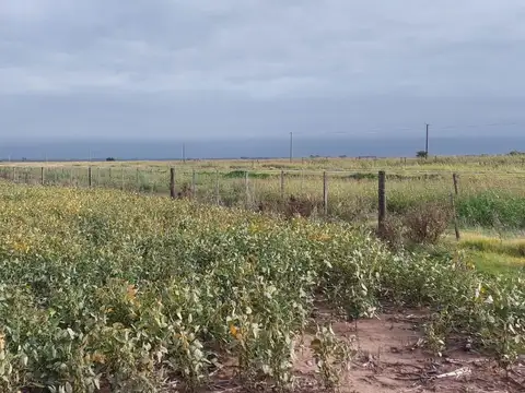 Campo en Hughes, Santa Fé