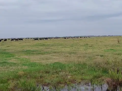 Campo en Venta de 1.716  ha