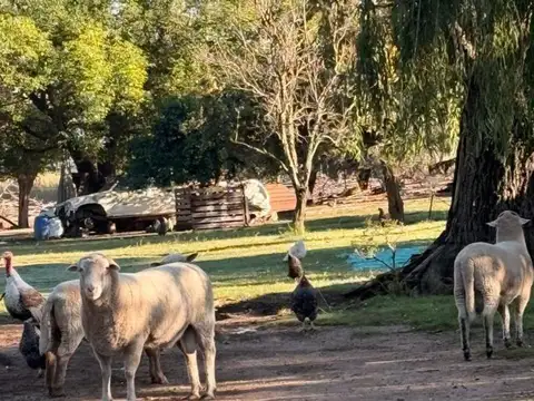 CHACRA EN VENTA EN 9 DE JULIO