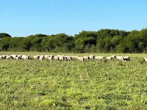 Campo en Entre Rios- La Paz- San Gustavo