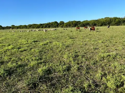 Campo en Alquiler en La Paz Provincia de Entre Rios . 1522 has. Se alquila por menos has